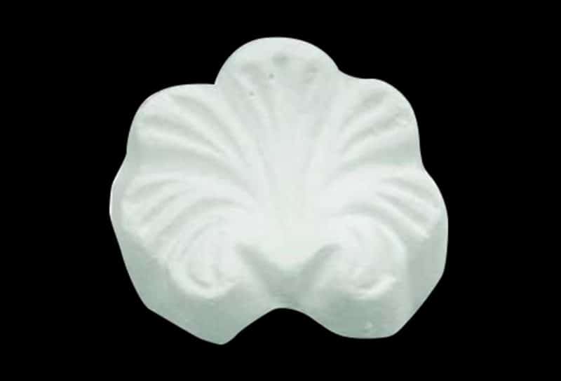 S02 - Lions Paw Shell