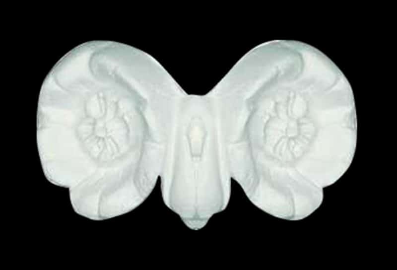 S05 - Owl Shell