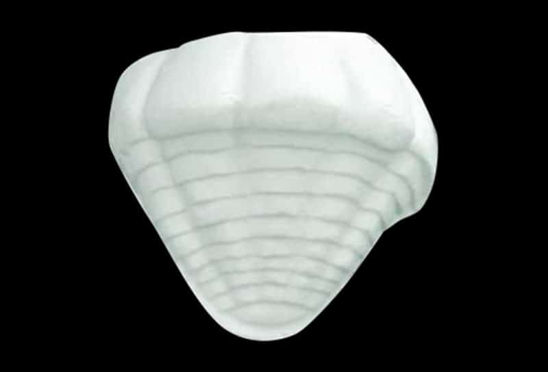 S07 - Claim Shell